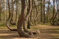 Crooked Trees or Crooked Forest (Polish \