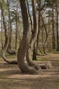 Crooked Trees or Crooked Forest (Polish \