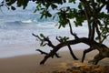 Crooked tropical tree branch hanging over area of yellow beach sand with gentle surf on the background Royalty Free Stock Photo