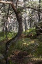 The crooked trunk of a tree in the luxuriance of the fores Royalty Free Stock Photo