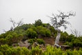 Crooked white tree on the slope of Madeira nature hill with tropical green plants. Cloudy fog as a white background. Royalty Free Stock Photo