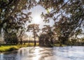 Croome Park Lake and Conifers, Worcestershire, England.