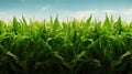 crop agriculture corn