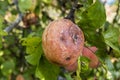 Crop of apples ruined by diseases of fruit trees. Apple is affected by fungus and mold. Disease scab, a lousy rotten Apple.