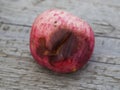 Crop of apples ruined by diseases of fruit trees. Apple is affected by fungus and mold. Disease scab, a lousy rotten Apple.