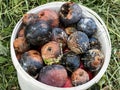 Crop of apples ruined by diseases of fruit trees. Apple is affected by fungus and mold. Disease scab, a lousy rotten Apple.