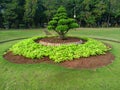 crop art with circle shape and one small tree beautifully manicured