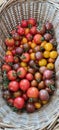 Crop of assorted freshly picked cocktail tomatoes in wicker basket Royalty Free Stock Photo