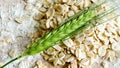 Crop barley with plain flower and oats - healthy eating concept