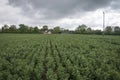 Crop of Broad Bean Plants and Pink Cottage Royalty Free Stock Photo