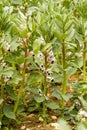 A crop of broard beans in flower