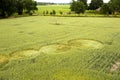 Crop circle in a wheat field