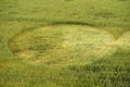 Crop circle in a wheat field Royalty Free Stock Photo