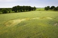 Crop circle in a wheat field Royalty Free Stock Photo