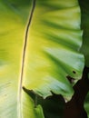 Crop closeup on large green leaves of tropical plants, large bird`s nest fern leaves, under natural sunlight outdoor selective foc Royalty Free Stock Photo