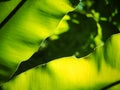 Crop closeup on large green leaves of tropical plants, large bird`s nest fern leaves, under natural sunlight outdoor selective foc Royalty Free Stock Photo