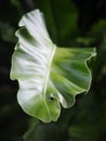 Crop closeup on large green leaves of tropical plants, large bird`s nest fern leaves, under natural sunlight outdoor selective foc Royalty Free Stock Photo