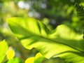 Crop closeup on large green leaves of tropical plants, large bird`s nest fern leaves, under natural sunlight outdoor selective foc Royalty Free Stock Photo
