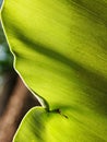 Crop closeup on large green leaves of tropical plants, large bird`s nest fern leaves Royalty Free Stock Photo