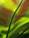 Crop closeup on large green leaves of tropical plants, large bird`s nest fern leaves Royalty Free Stock Photo