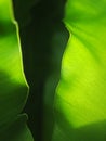 Crop closeup on large green leaves of tropical plants, large bird`s nest fern leaves, under natural sunlight outdoor selective foc Royalty Free Stock Photo