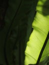 Crop closeup on large green leaves of tropical plants, large bird`s nest fern leaves, under natural sunlight outdoor selective foc Royalty Free Stock Photo