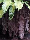 Crop closeup on large green leaves of tropical plants, large bird`s nest fern leaves, under natural sunlight outdoor selective foc Royalty Free Stock Photo