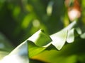 Crop closeup on large green leaves of tropical plants, large bird`s nest fern leaves Royalty Free Stock Photo