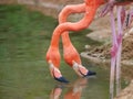 Crop closeup of soft pink color africans bird flamingo Royalty Free Stock Photo