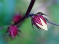 Crop closeup view on red okra asian herbal plant flowers and leaves