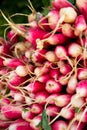 Crop of colorful organically grown radishes