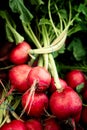 Crop of colorful organically grown radishes