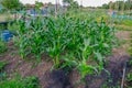 Crop of corn growing in the allotments. Royalty Free Stock Photo