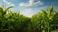 crop corn growing