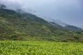 A crop of corn grows in the tropical mountains of Konso, Ethiopia Royalty Free Stock Photo