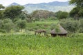 A crop of corn grows in the tropical mountains of Konso, Ethiopia Royalty Free Stock Photo