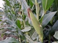 Crop of corn/maize fully grown. Royalty Free Stock Photo