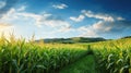 crop corn plants