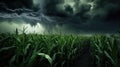 crop corn storm Royalty Free Stock Photo