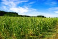 Crop Damage in a Corn Field Royalty Free Stock Photo