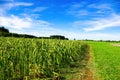 Crop Damage in a Corn Field Royalty Free Stock Photo