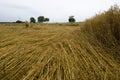 Crop damage in the cornfield, Germany Royalty Free Stock Photo