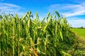 Crop Damage in a Corn Field Royalty Free Stock Photo