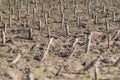 Crop devastation after flooding Royalty Free Stock Photo