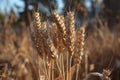 Crop of ears of wheat or triticale close-up on background of agricultural grain field in August or autumn Royalty Free Stock Photo