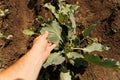 Crop farmer checking green plant