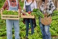 Crop farmers with fresh vegetables in containers on plantation