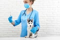 Veterinarian in hospital doing injection by little husky dog. Royalty Free Stock Photo