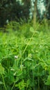 Crop field of Bangladesh. Flowers of various colors have bloomed. White red blue pea flowers on green background Royalty Free Stock Photo