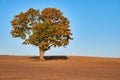 Crop field with big oak in middle.Old oak tree in the middle of the field Royalty Free Stock Photo